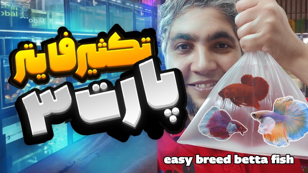 تکثیر فایتر به همین راحتی🤌🤤 easy breeding betta fish