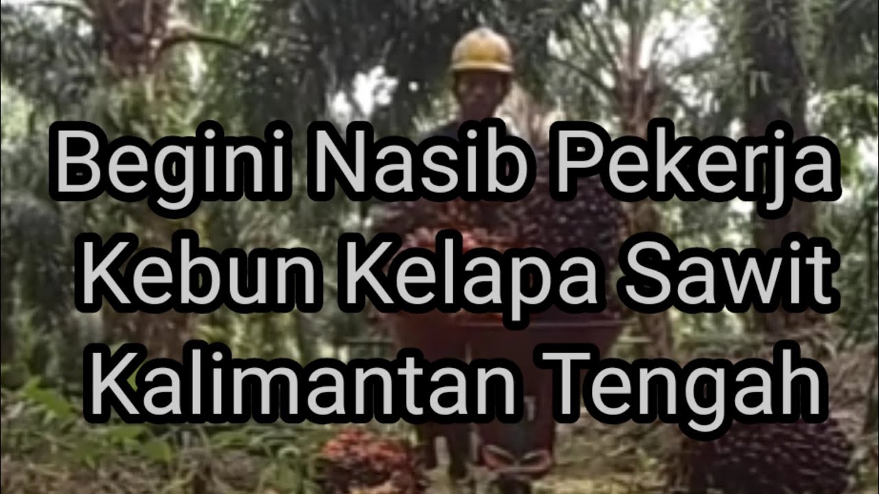 Begini Nasib Pekerja Kebun Kelapa Sawit Kalimantan