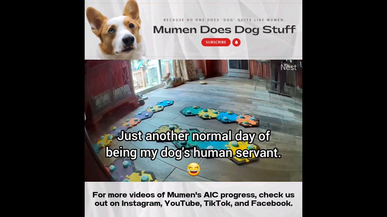 Incredible Talking Dog Communicates with Simple Sentences - #aic #FluentPet #hunger4words