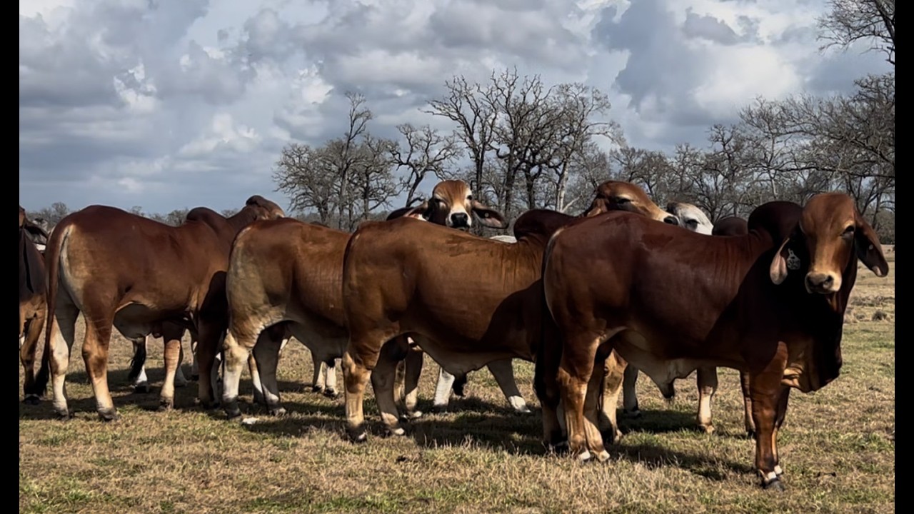 Río Ranch, nos muestra los animales que presentará en Houston.
