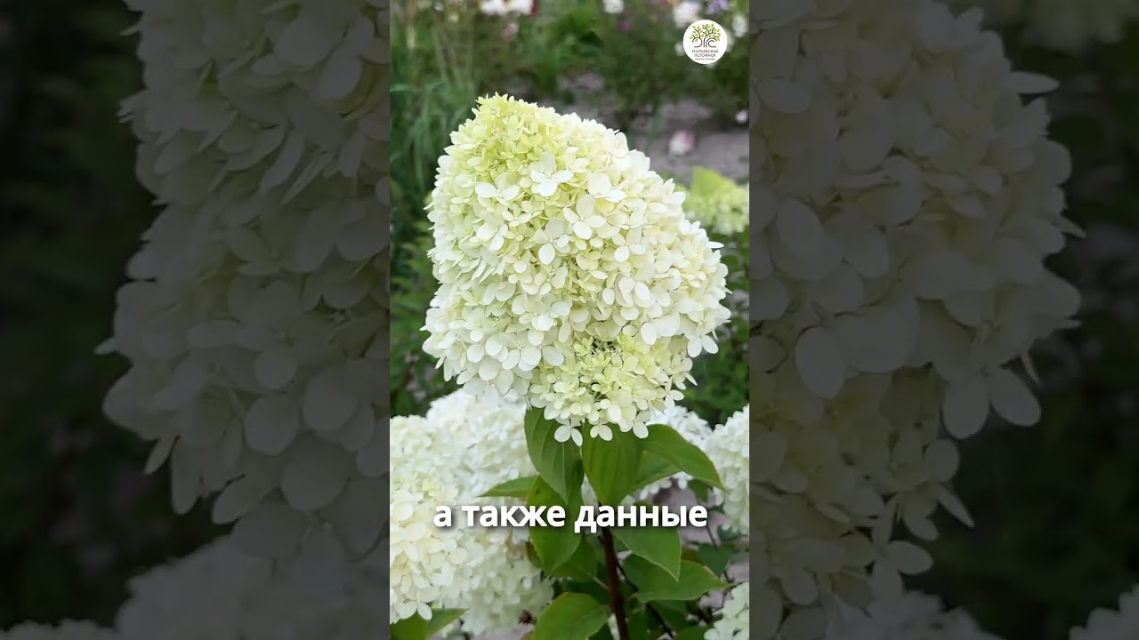 Удобряем азотом. Простым языком об аммонийном от агронома #shorts #огород #дача #сад #азот