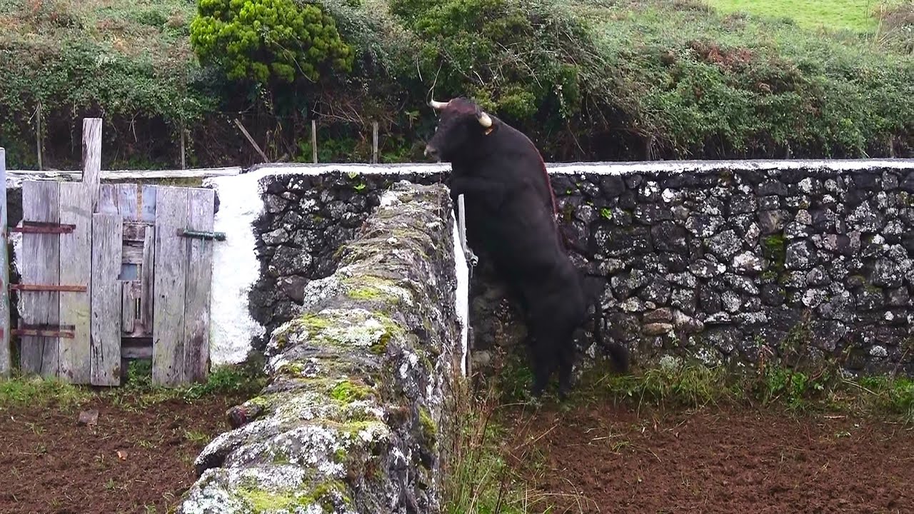 JAF - Separar Machos Das Fêmeas - (Separating Males From Females) - Ilha Terceira - Açores