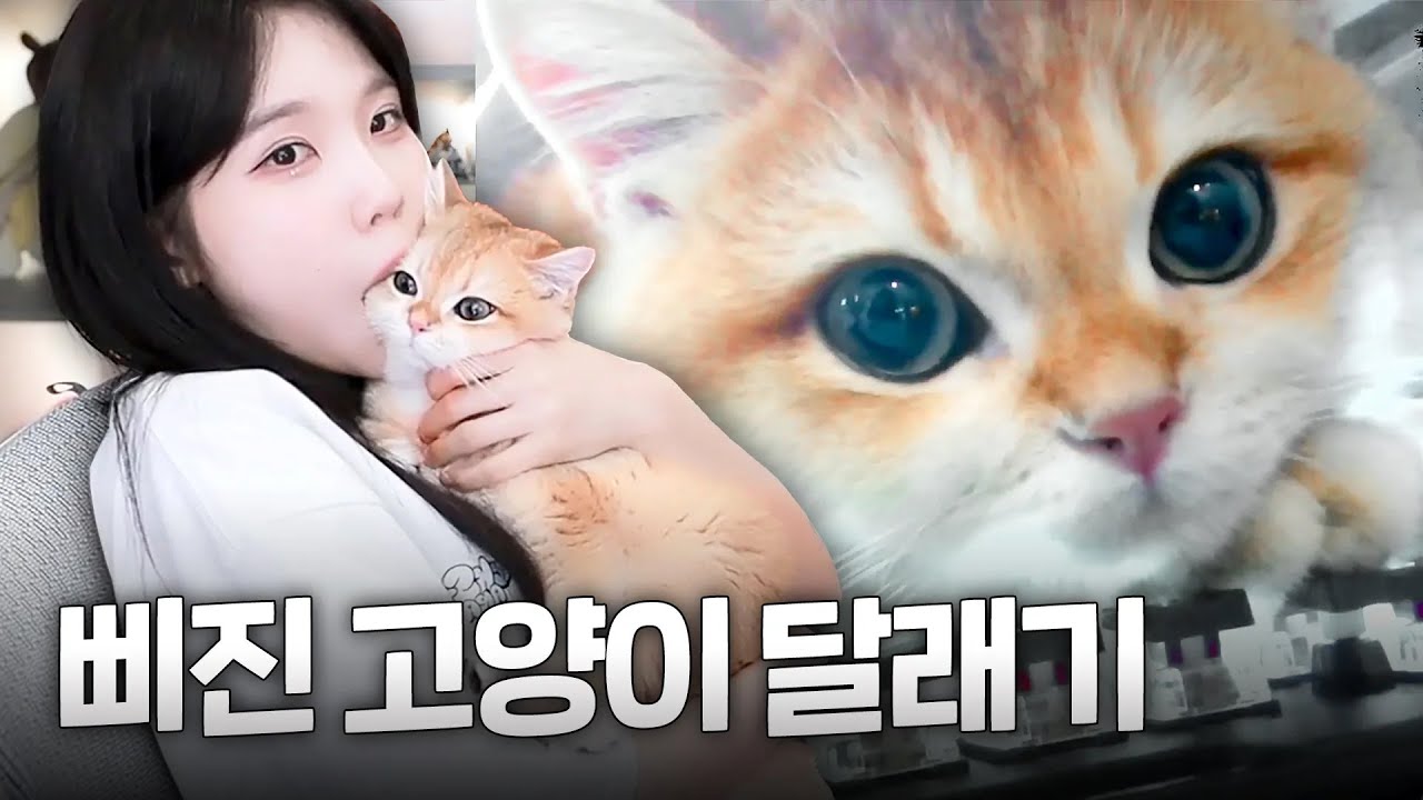 외박하고 왔더니 고양이가 말이 많아졌다..