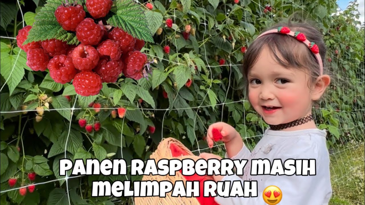 PANEN RASPBERRY MELIMPAH RUAH🤤🤤