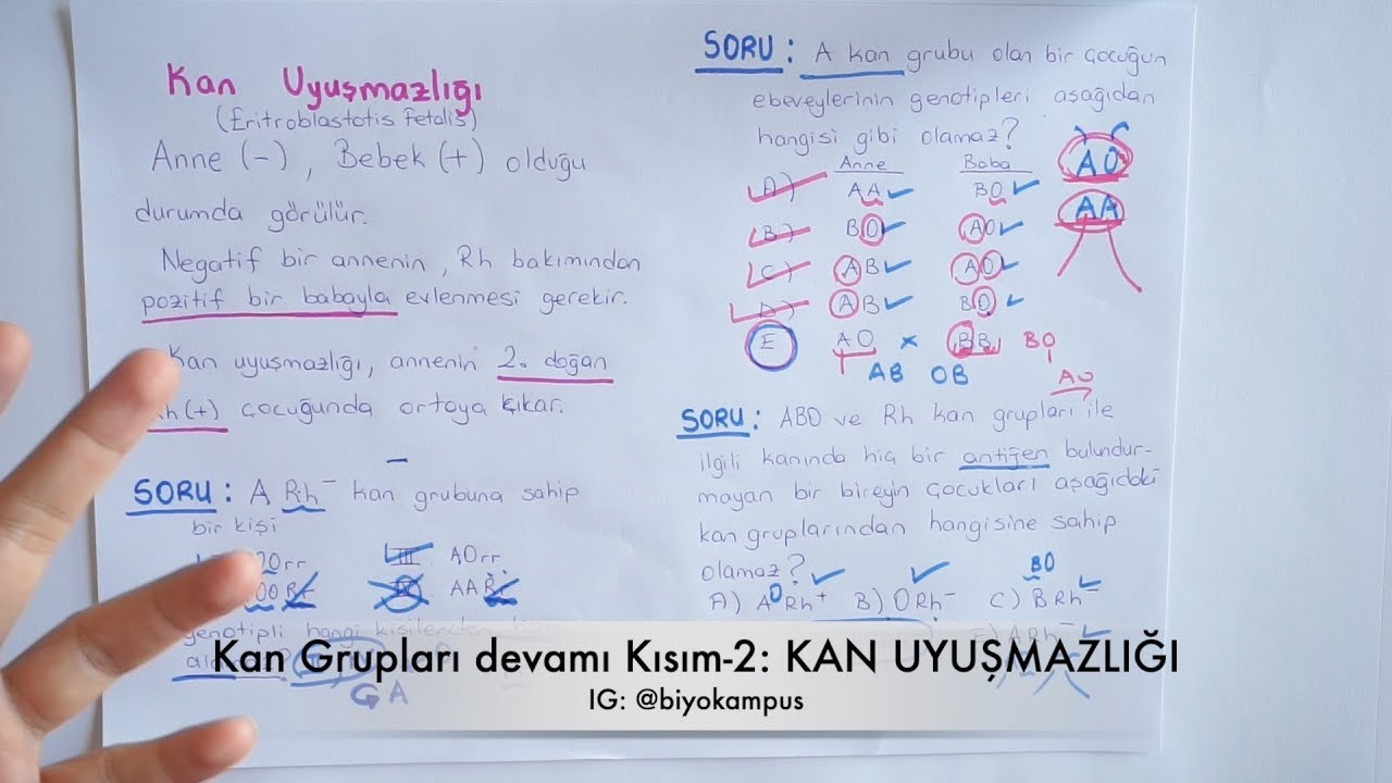 Kalıtım 10. Sınıf | Kan Uyuşmazlığı ( Kan Grupları, Soy Ağacı Örnek Soru Çözümü ) - Kısım 2