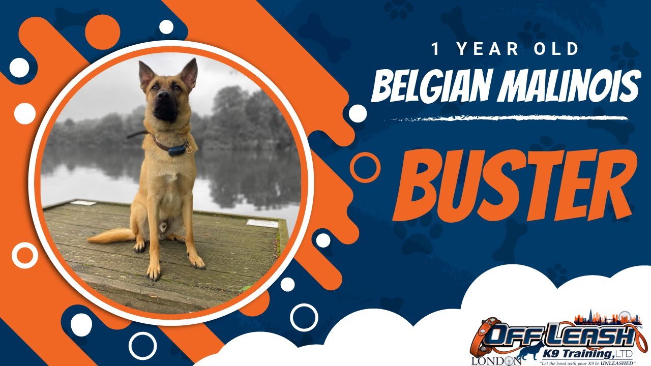 Best Belgian Malinois Dog Training | Buster | Dog Training in London