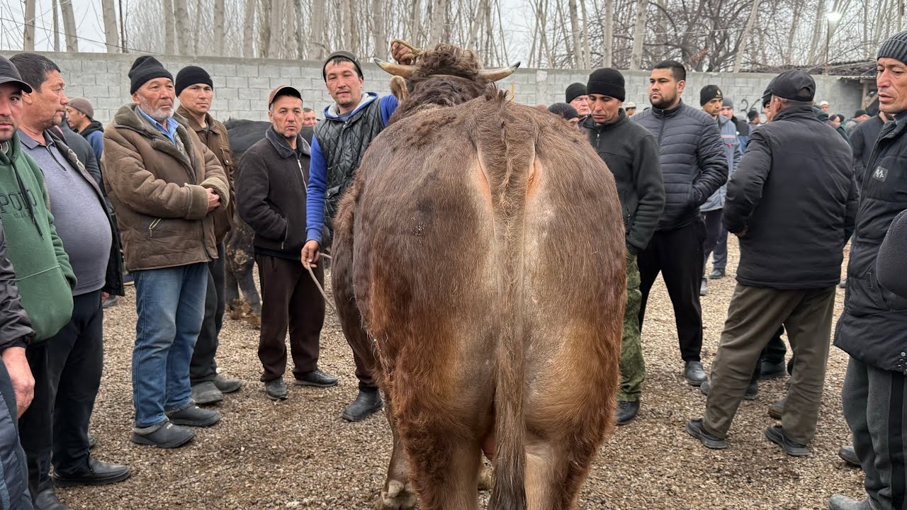 ANDIJON HOLDONBEK CHUJA CHORVA BOZORI KATTA KICHIK BUQALAR NARXLARI.03,03,2026