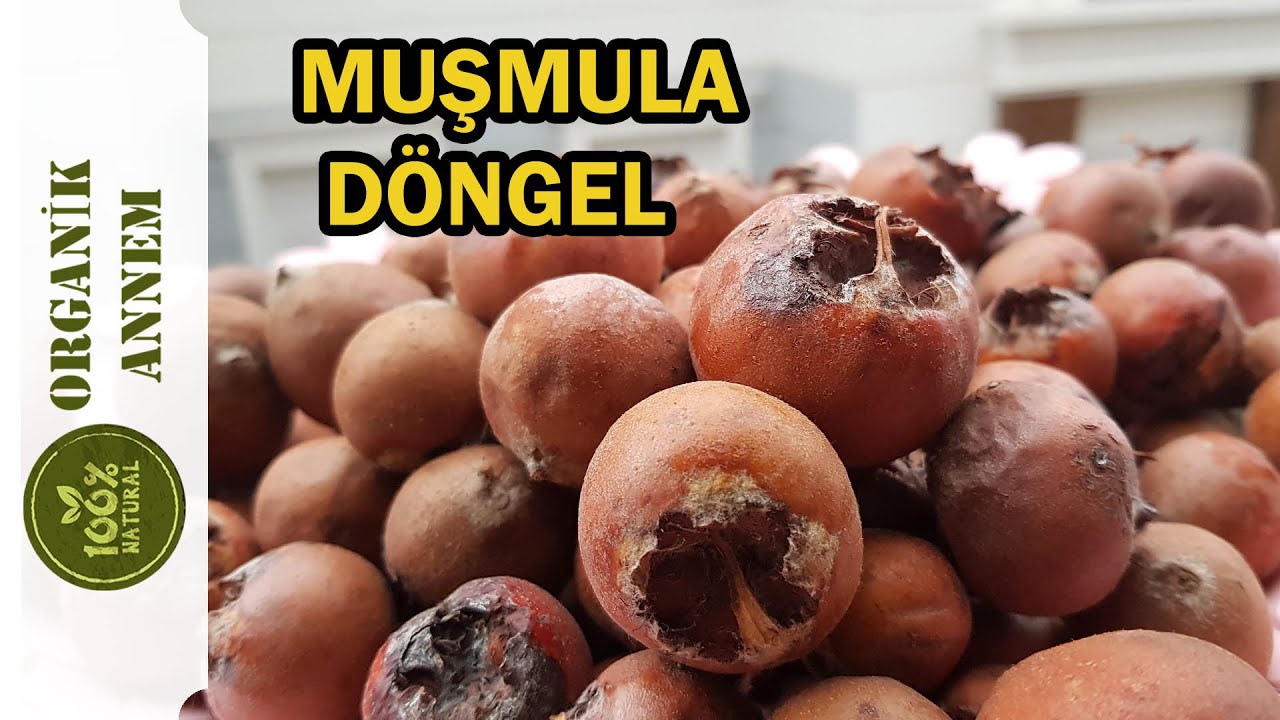 MUŞMULA (DÖNGEL) NEDİR / MUŞMULANIN FAYDALARI NELERDİR / MUŞMULA NASIL TÜKETİLİR