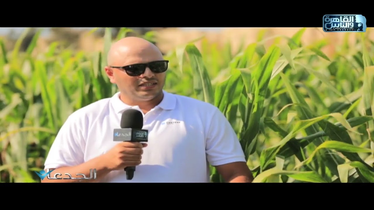 م.فهد سعيد: نشرف على جميع مراحل انتاج التقاوي داخل الحقل