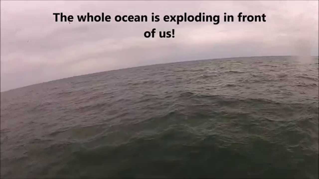 Atlantic Bonito fishing off the coast of North Carolina