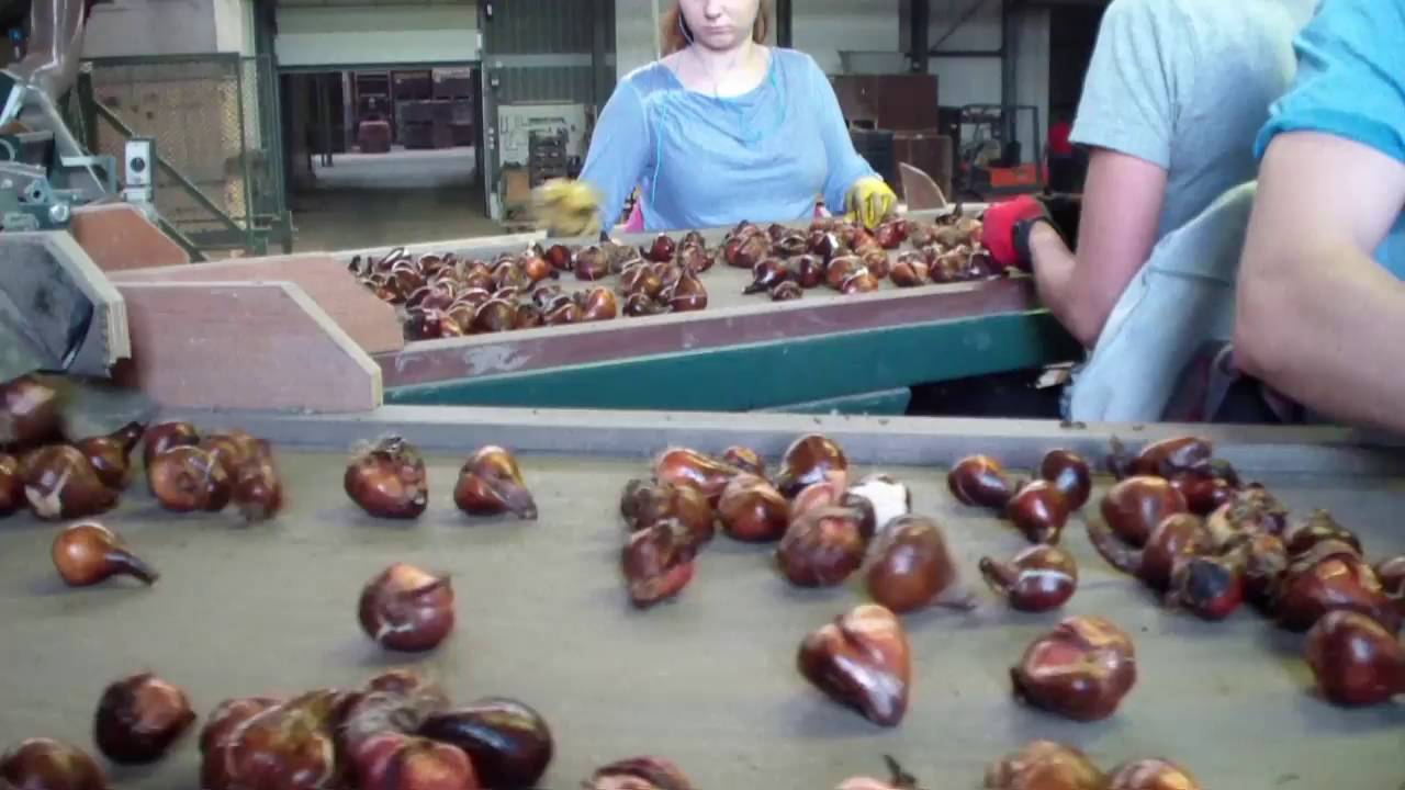 Dutch tulip bulbs processing 2016