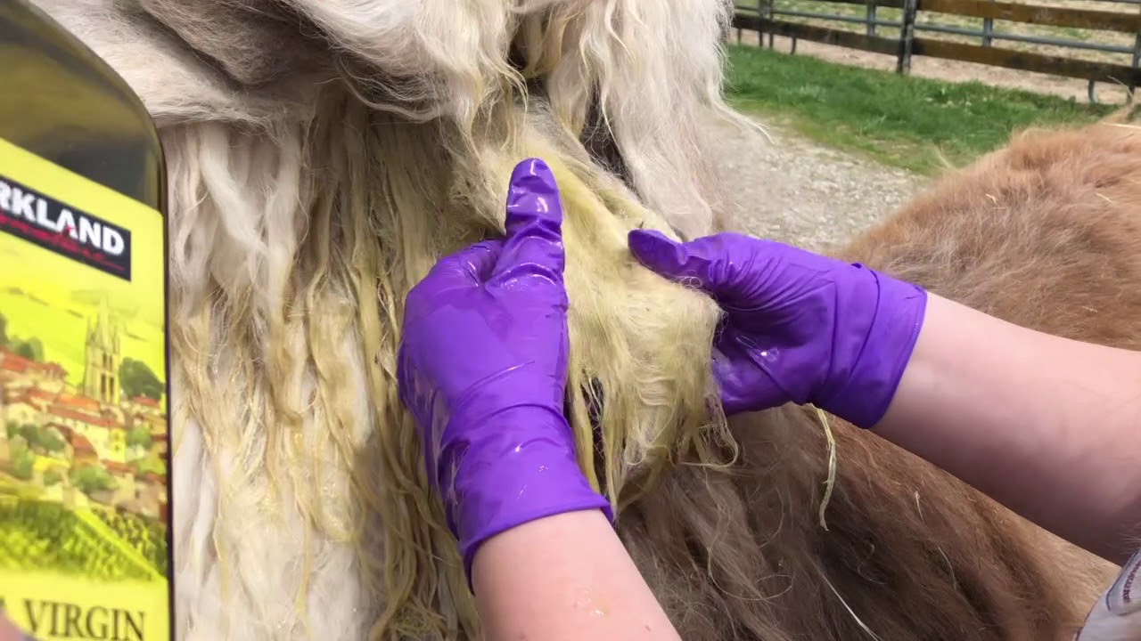 Llama Grooming