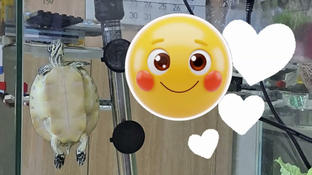 거북이 장수의 배