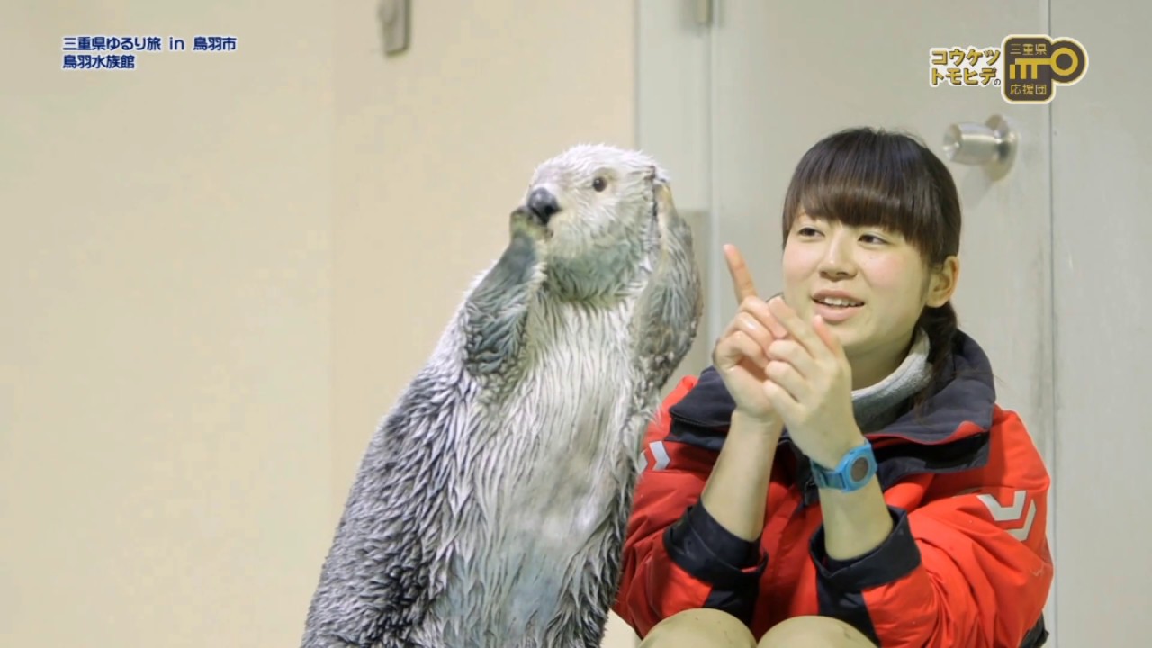 こんな愛嬌のあるラッコは見たことない！！【鳥羽水族館（鳥羽市）】｜三重県応援団（三重テレビ）