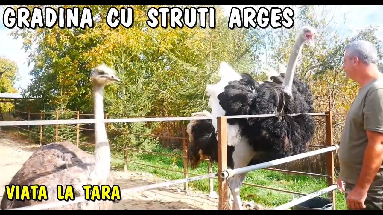 Viața la țară - Grădina cu struți Arges 🪶