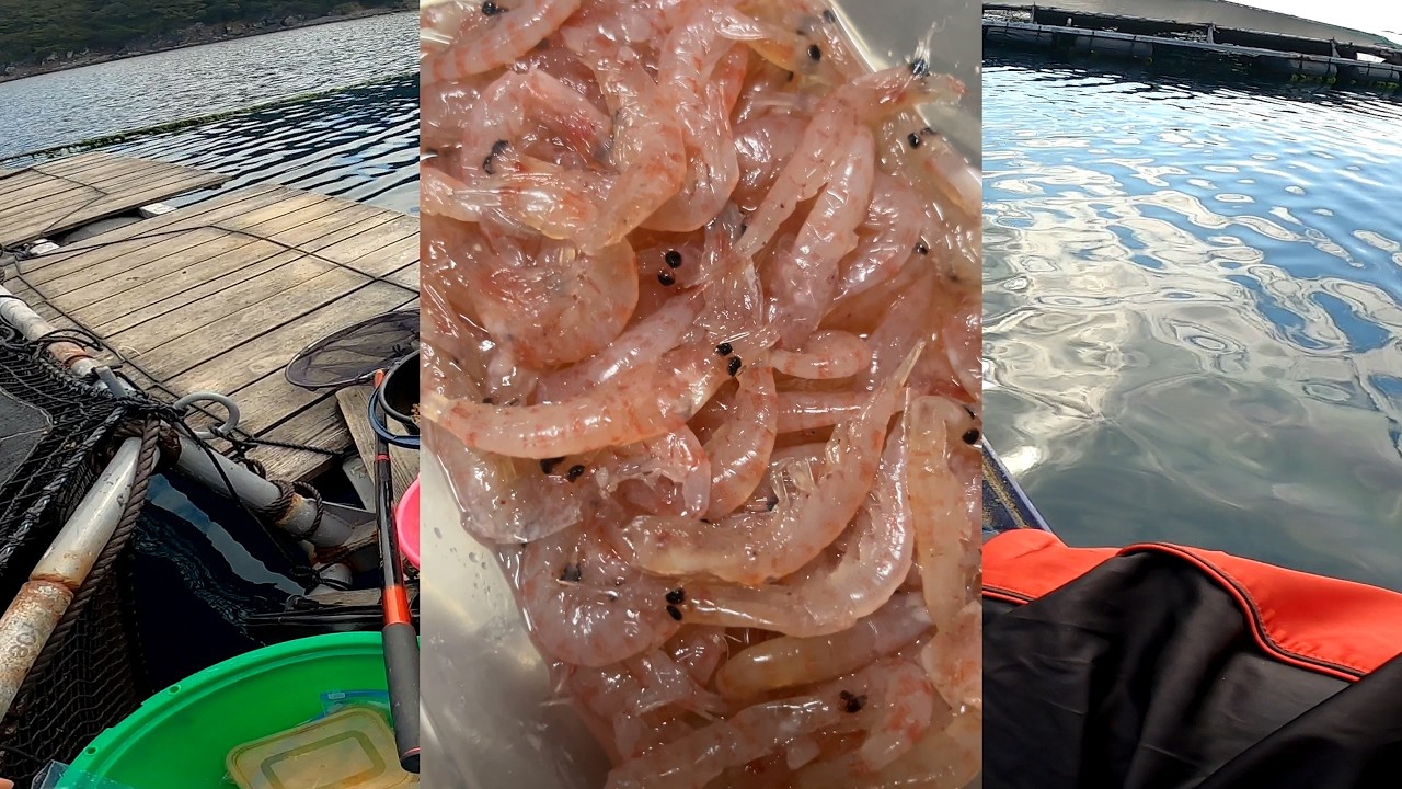 魚が釣れないから超簡単加工オキアミの作り方でも