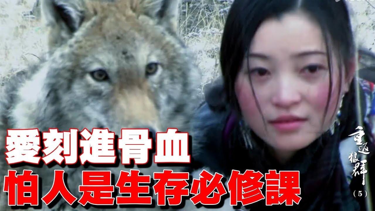從依偎到回望：一場始於愛，終於荒野的告別。 #重返狼群 #格林 #野化訓練 #人性與狼性 #愛與生存 #學會怕人 #狼的回歸 #紀錄片淚目