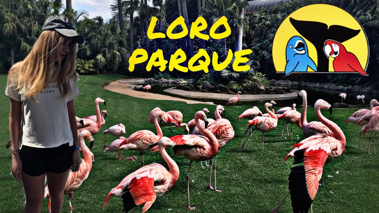 Loro Parque Обзор , Tenerife #zoo#tenerife