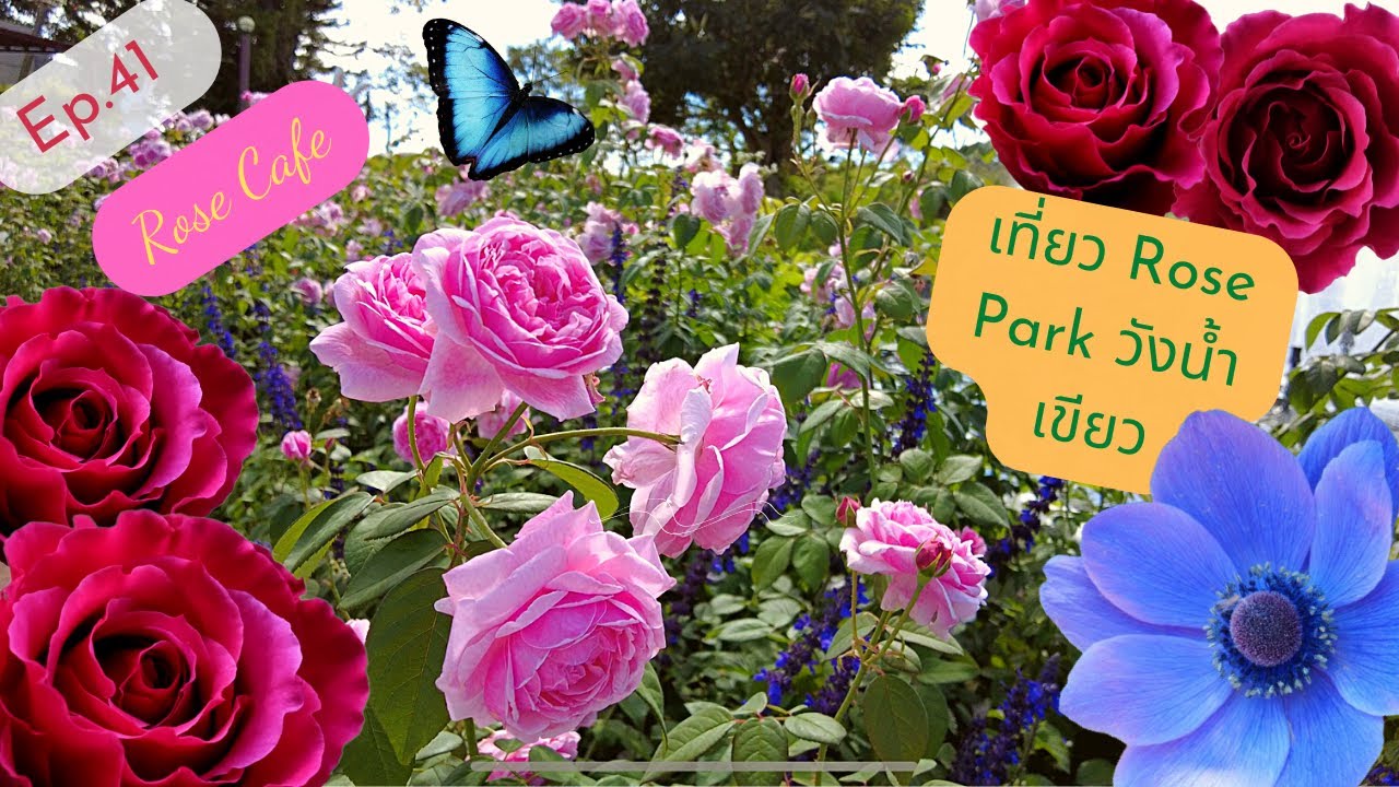 Ep.41 วังน้ำเขียว Day1 | ชมสวนกุหลาบ 20,000ต้น นั่งชิวคาเฟ่กุหลาบที่ Rose Park วังน้ำเขียว