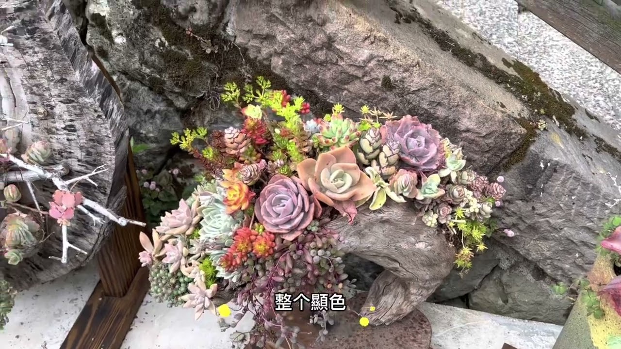 跟著嶸一起去逛多肉園 —阿里山奮起湖劉家多肉花園（特別記錄不開放的樓頂肉園）