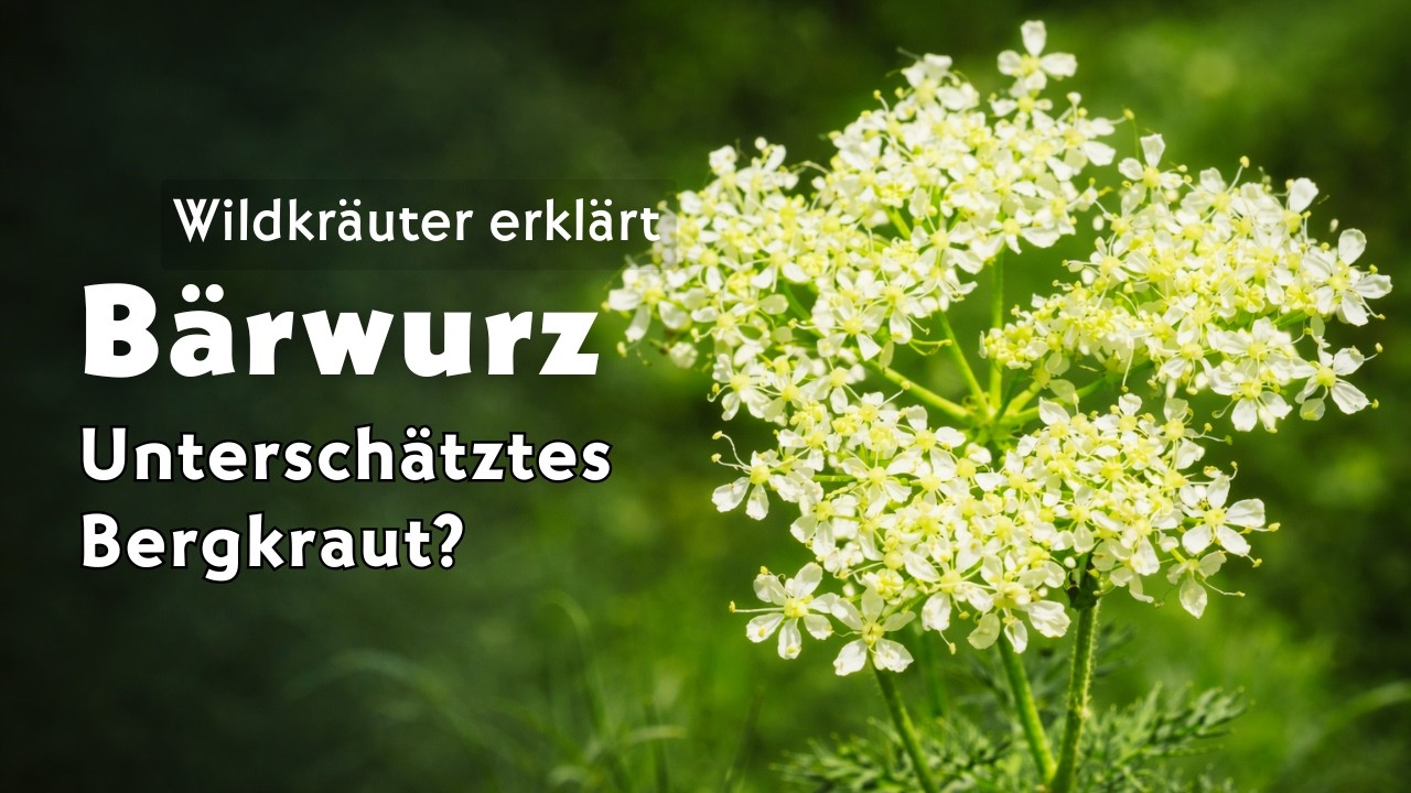 Bärwurz (Meum athamanticum): Unterschätztes Bergkraut? | Wildkräuter einfach erklärt