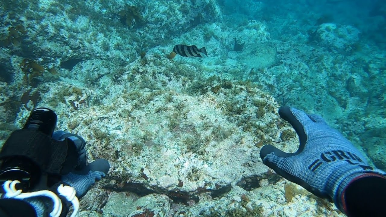 【魚突き】梅雨明け日本海