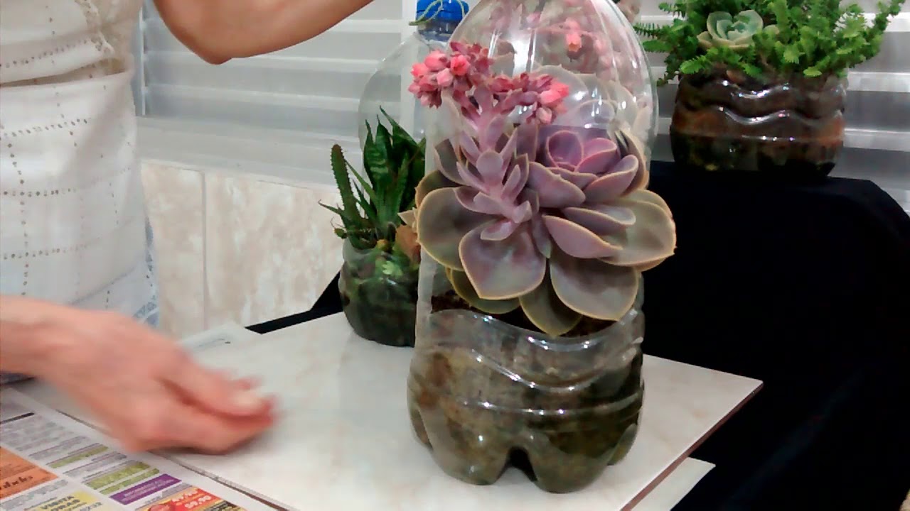 DICA PARA READAPTAR SUCULENTAS MAIS SENSÍVEIS E PODA DA ECHEVERIA 'PERLE VON NÜRNBERG'