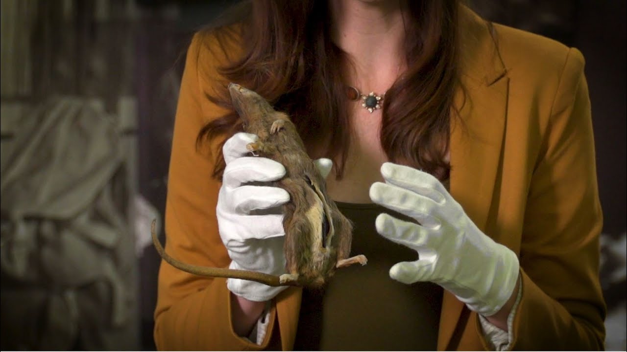 The Debrief: Behind the Artifact – Dead Drop Rat