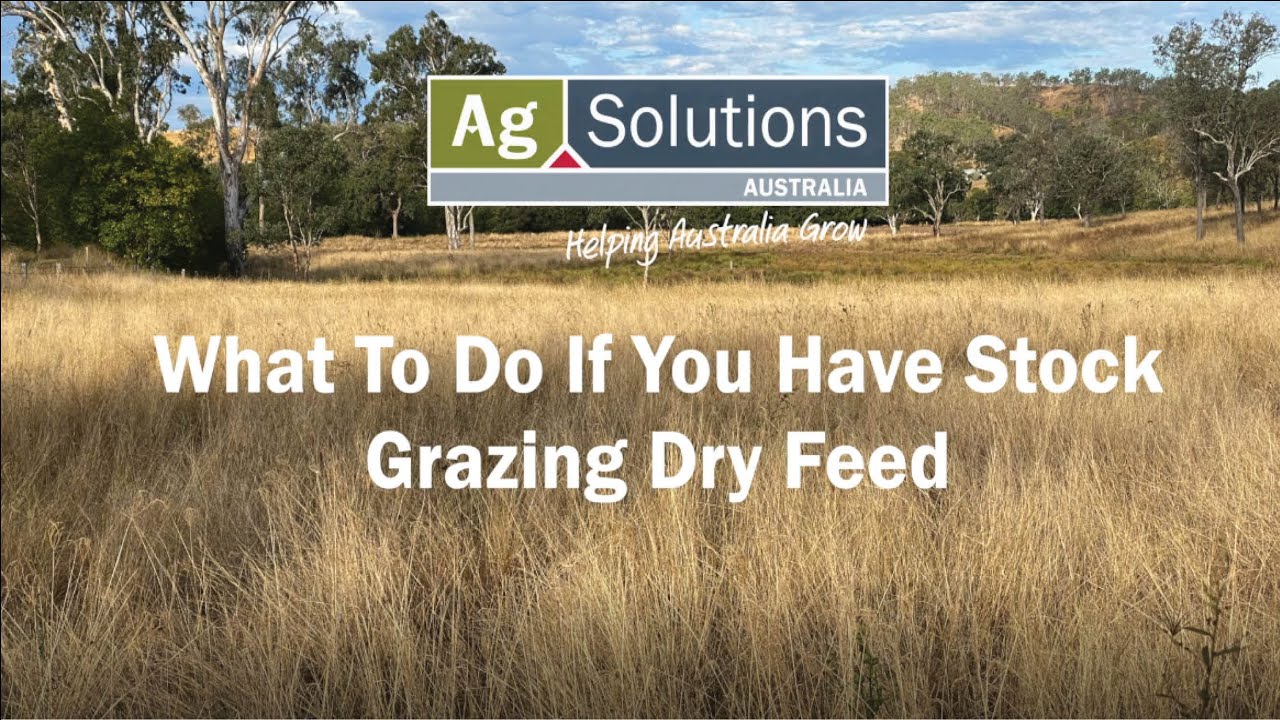 What To Do If You Have Stock Grazing Dry Feed