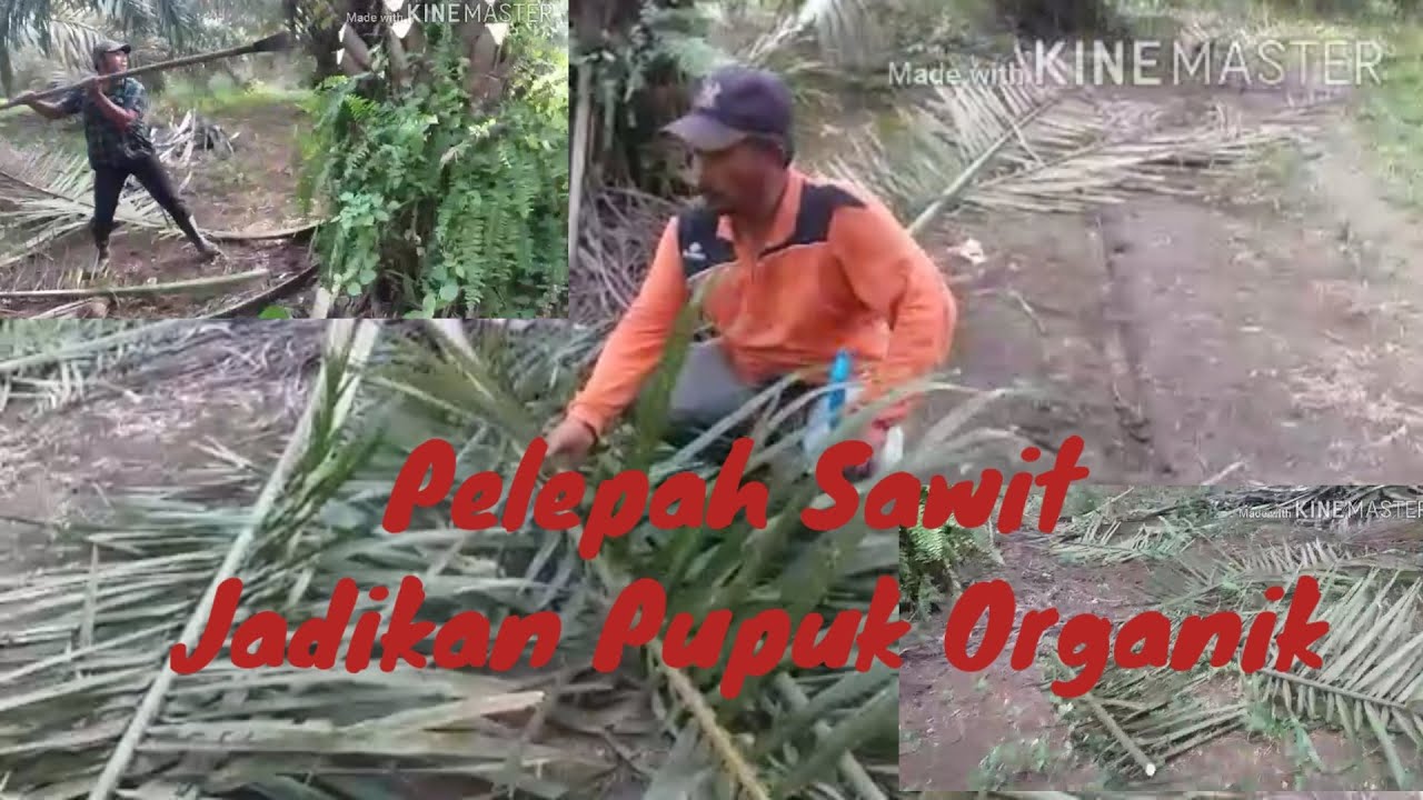 Pelepah sawit jadikan Pupuk organik