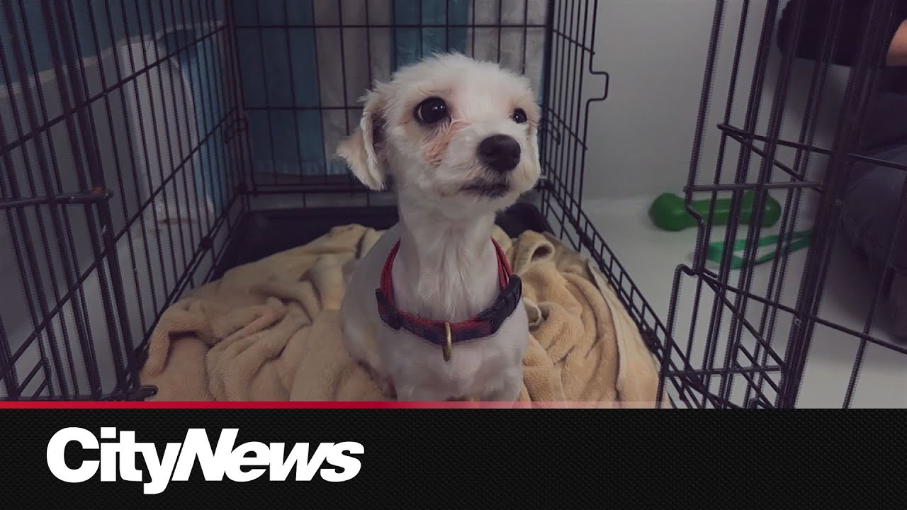68 dogs rescued from a south side home in Winnipeg are now one step closer to finding their forever