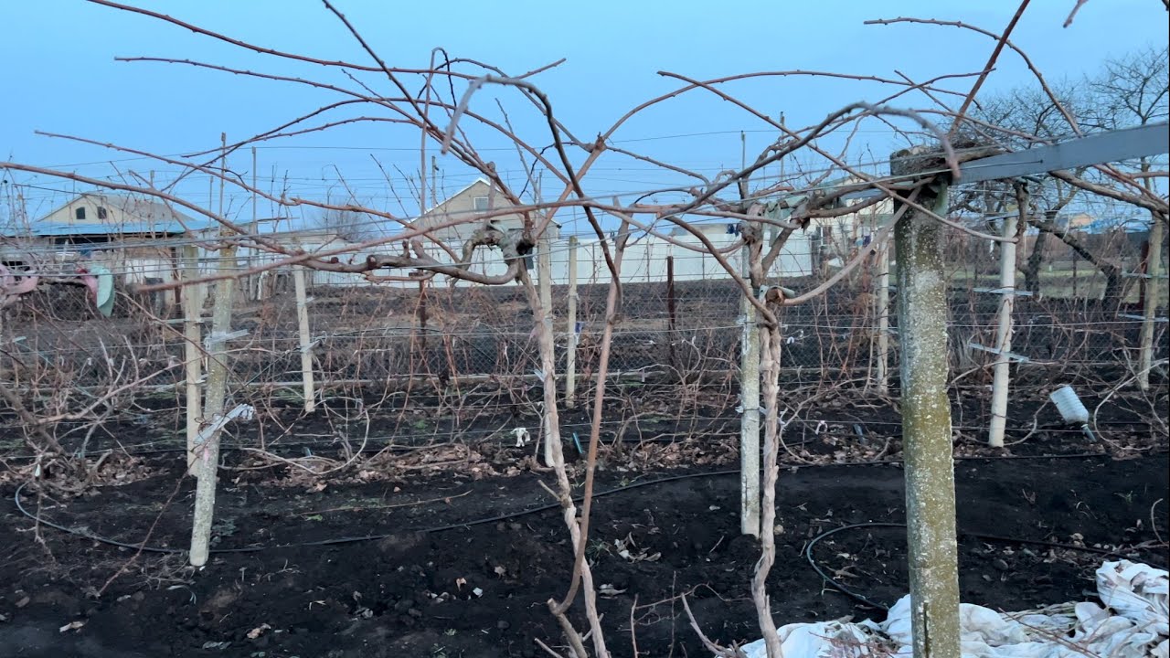 Обрізка актинідії