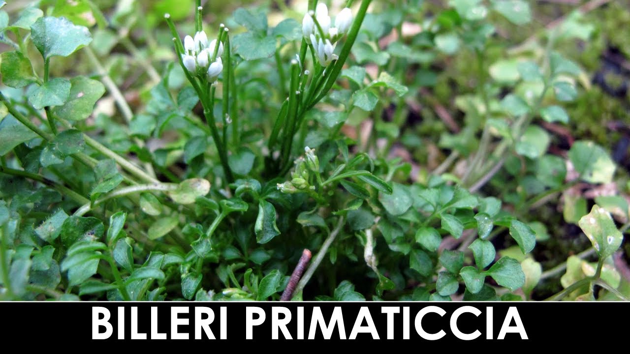 TramErboristiche - Una piantina gustosa e utile