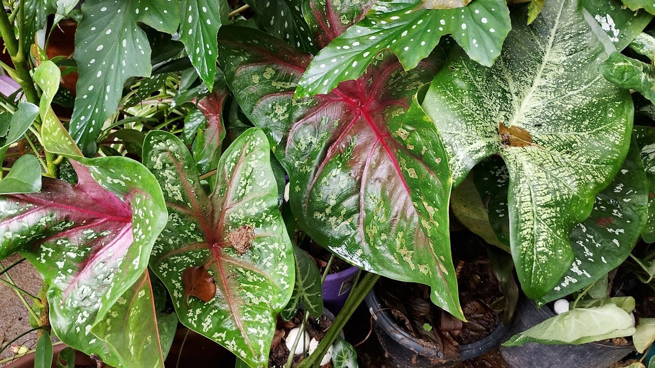 MELHOR SUBSTRATO PARA CALADIUM, TINHORÃO CORAÇÃO DE JESUS,DRACENA+INDICAÇÃO DE LIVRO DICAS #plantas 