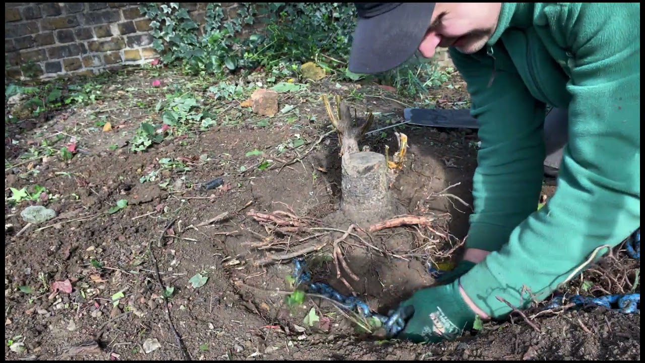 How to Remove Stump with 3 Simple Tools in 2021