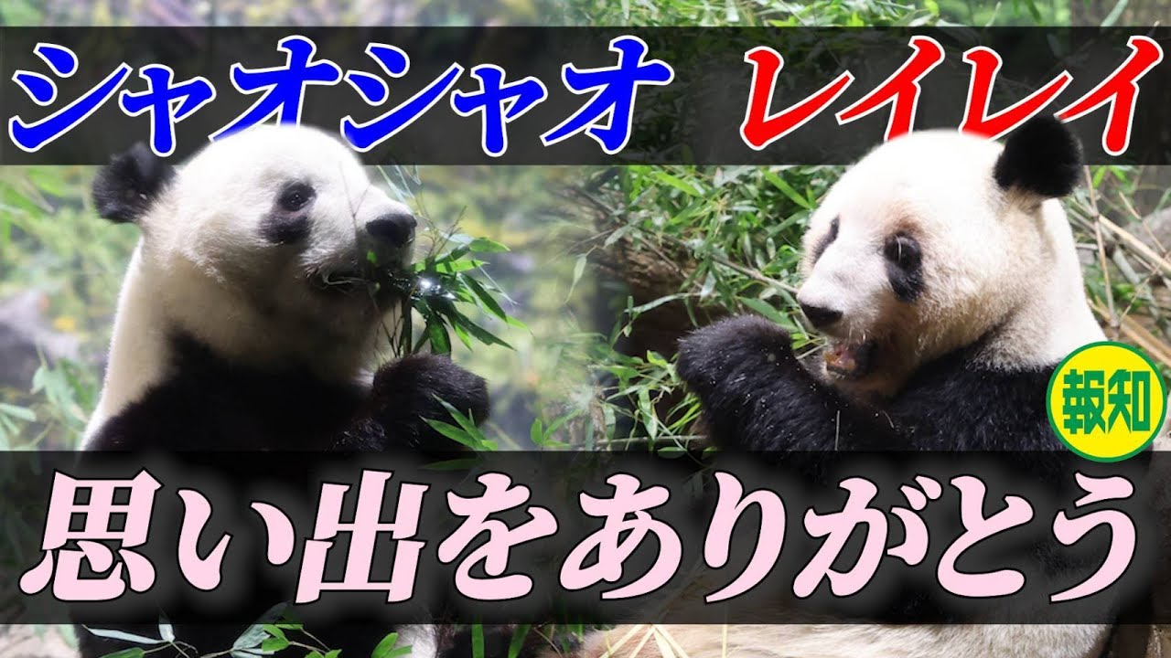 【感謝】旅立ちまであとわずか…シャオシャオ＆レイレイの今　上野動物園のジャイアントパンダ２頭