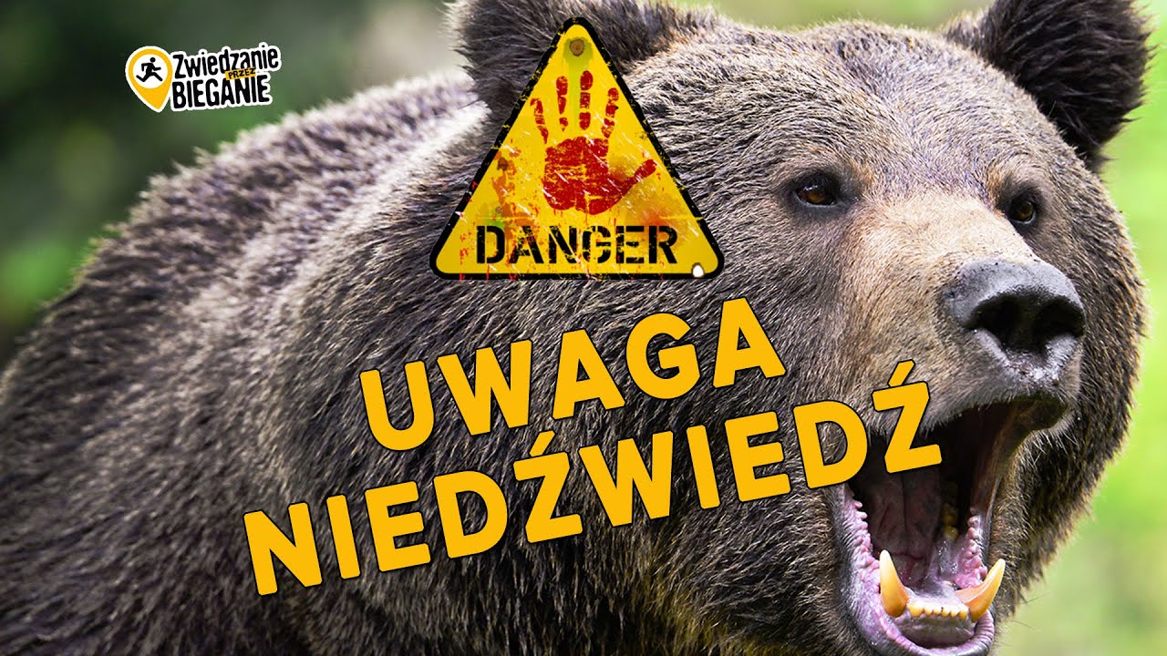 Niedźwiedź na szlaku - co robić? Sezon na misia z granatem hukowym GH2