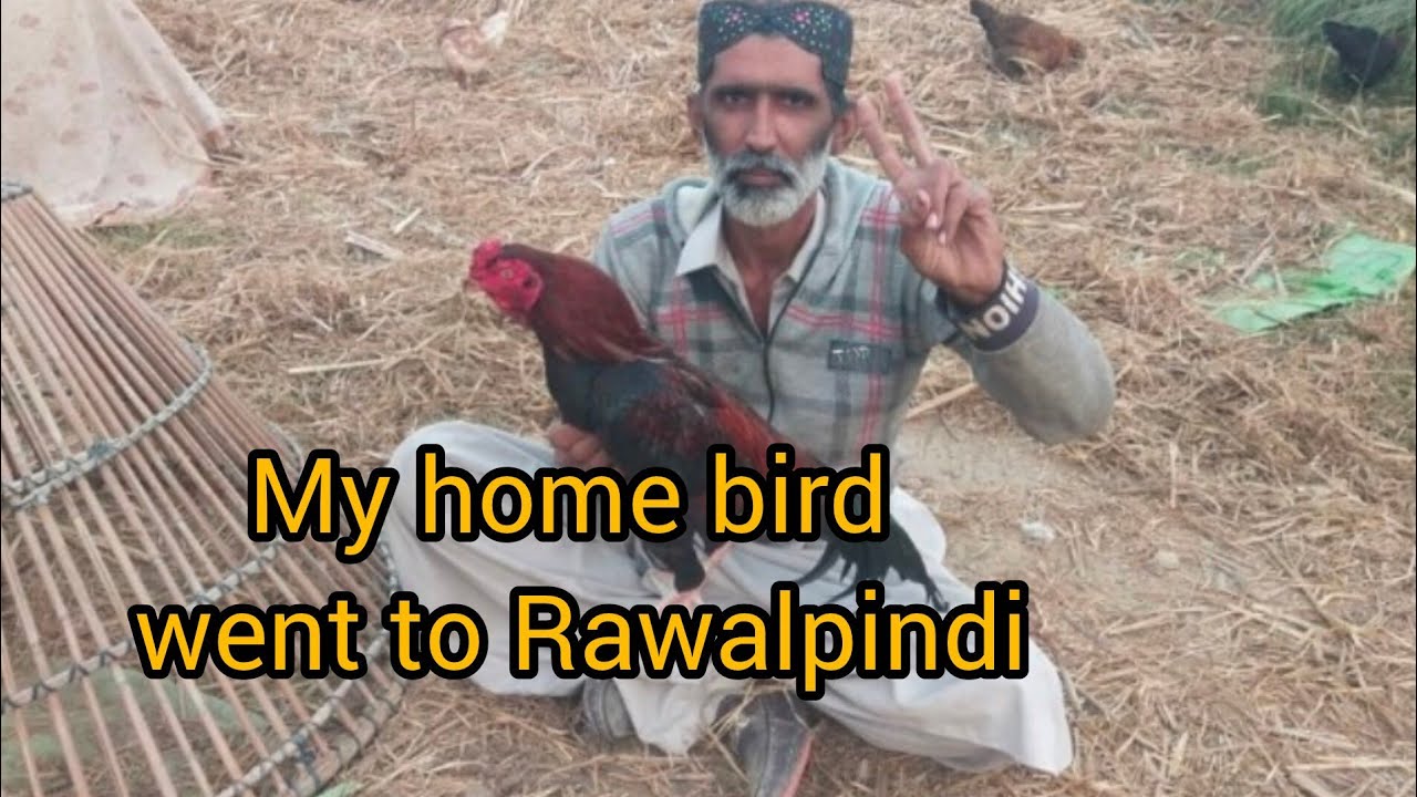 Ghar ka pattha pindi mein Vin