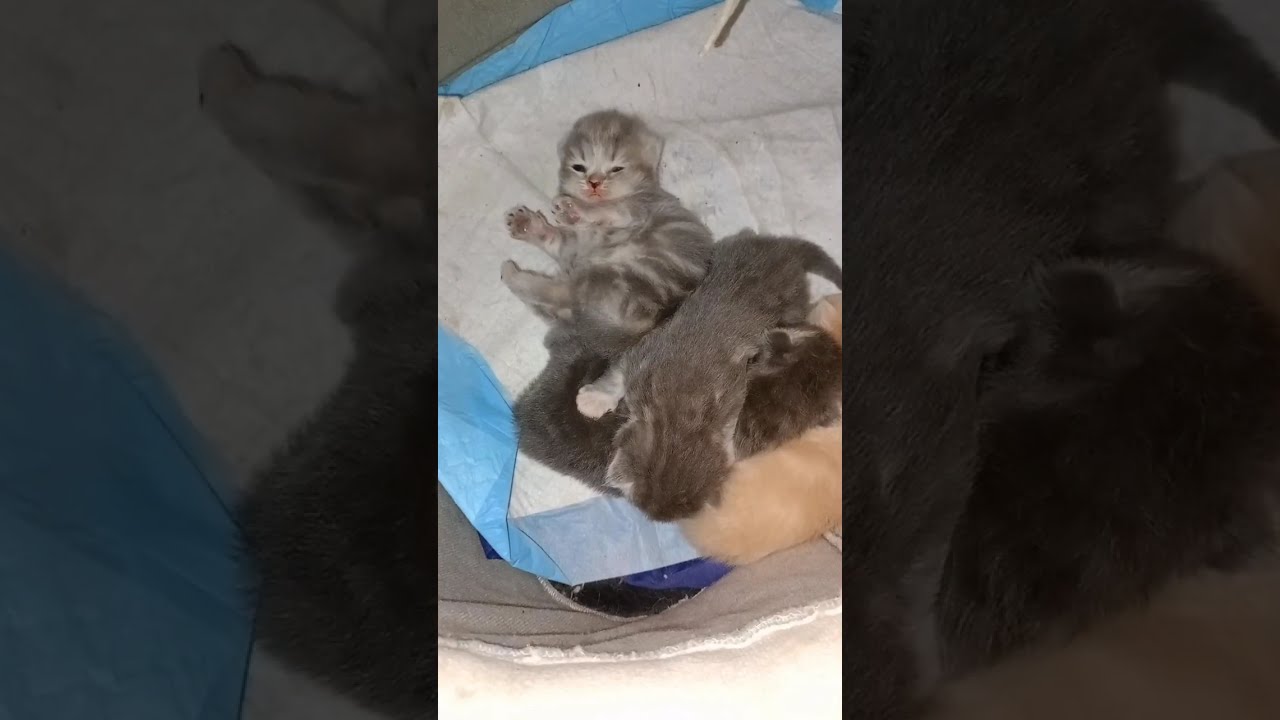 Cute kittens 🥰🥰🥰 #kittens #cat #cats