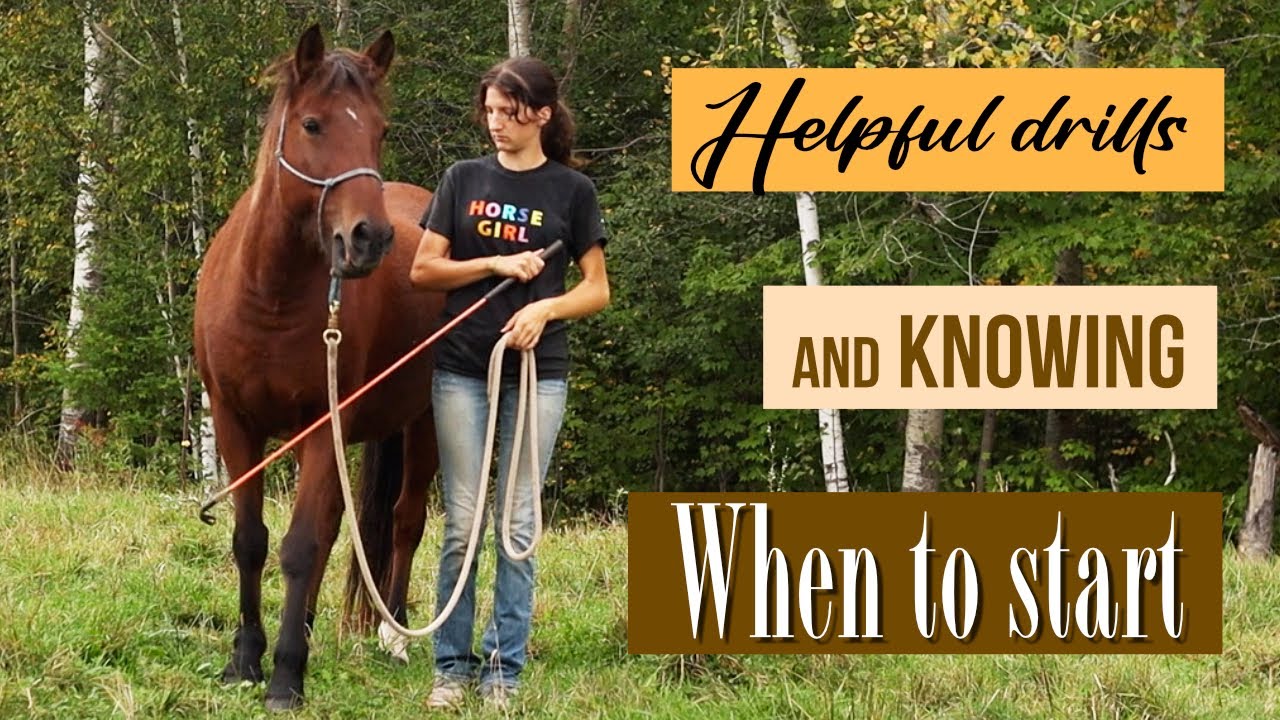 How to start teaching your horse Liberty