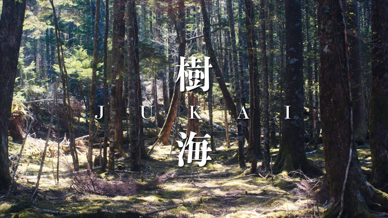 樹海 JUKAI | Shot on BMPCC6KPRO ＋ CARL ZEISS JENA FLEKTOGON 35mm F2.4