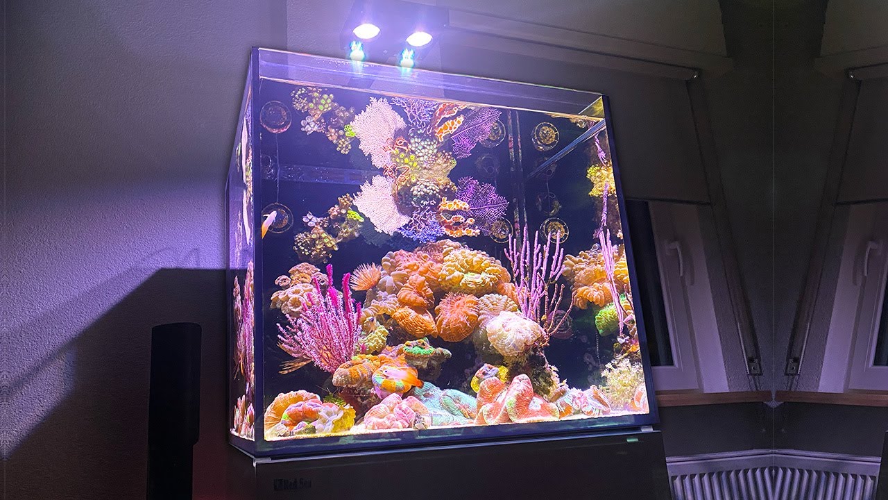 Reef Tank Relax - Tolga's saltwater aquarium 4K