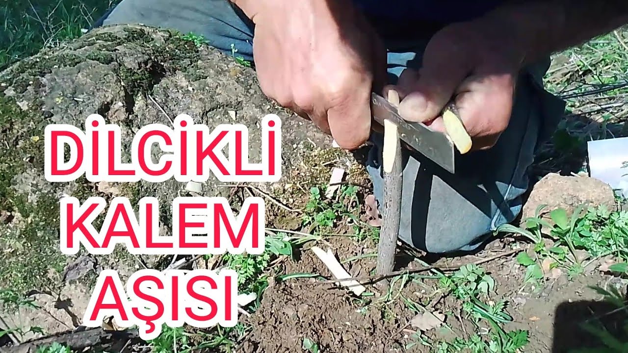 DİLCİKLİ KALEM AŞISI NASIL YAPILIR. Dilcikli İngiliz Kalem Aşı. Dilcikli Erik Aşısı #aşılama 