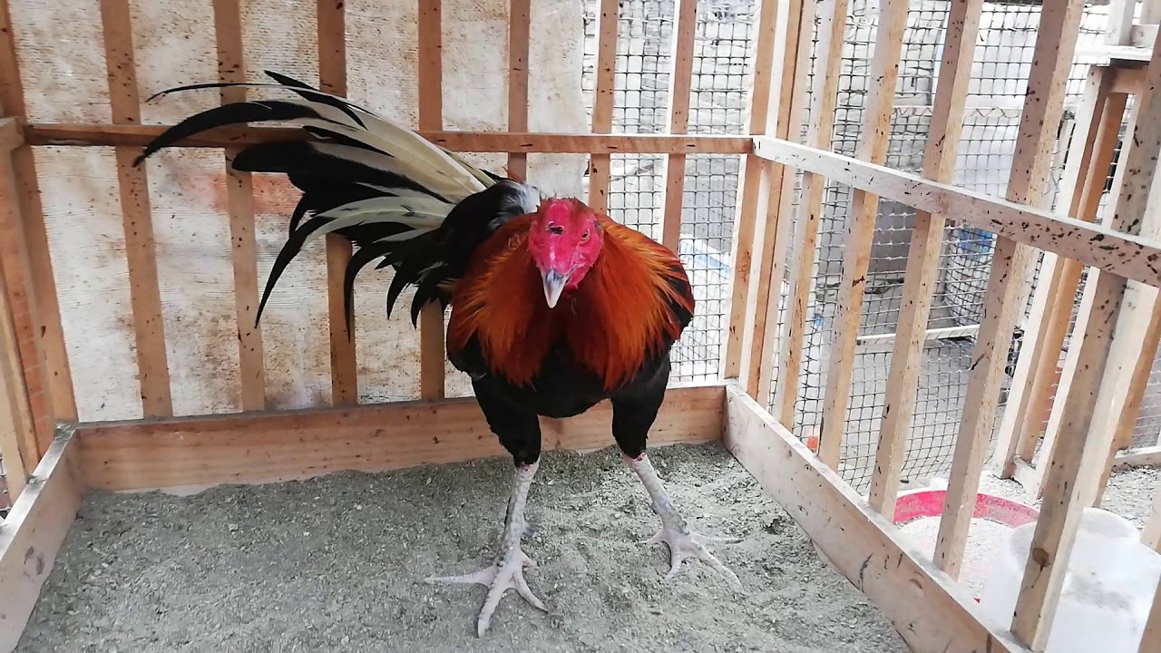 Como poder hacer un casillero Para tu gallo de combate