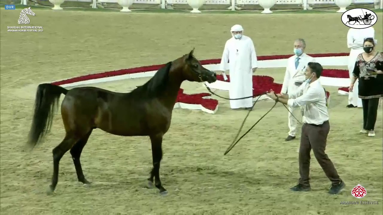 N 205 D SHAKHAT   Sharjah International Arabian Horse Festival 2021   Colts 3 Years Old Class 9