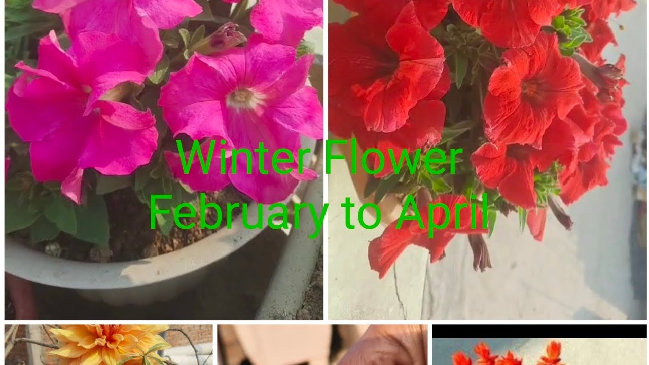 Winter Flower February to April Flowering plant ☘️🌵