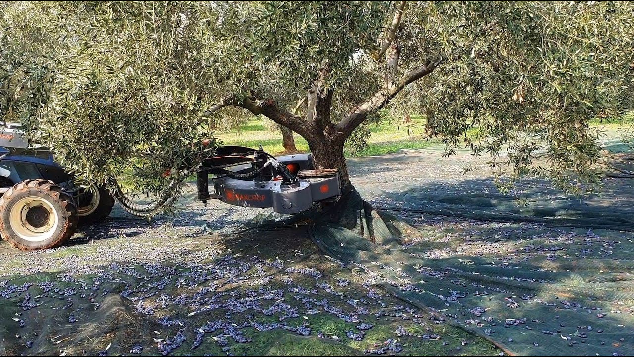 Maxcrop VR550 συγκομιδή 2019