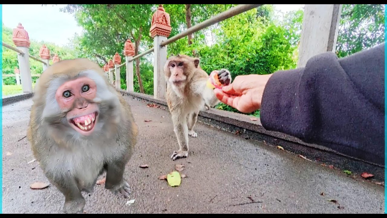 Many monkeys are really hungry, but one monkey forbids them from eating.
