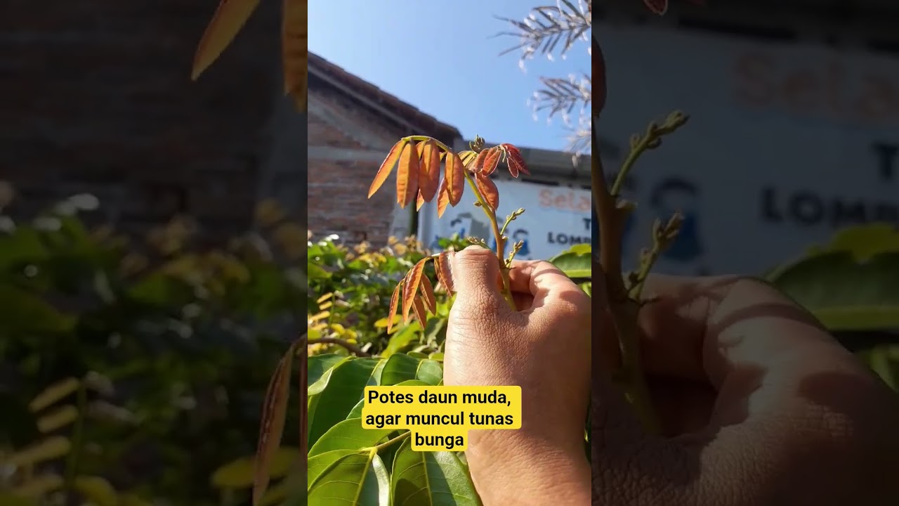 Potes daun muda agar muncul tunas bunga #berkebun #tabulampot #gardening