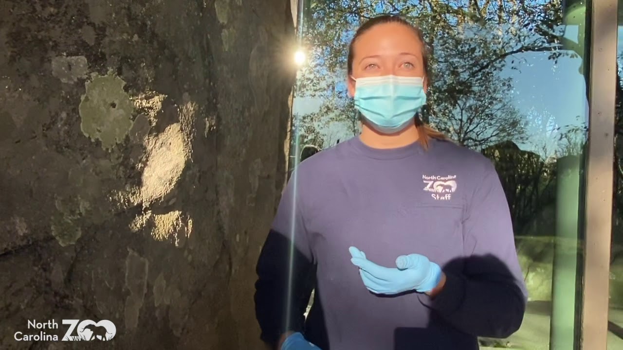 Zoo EDventures: Gorilla Training